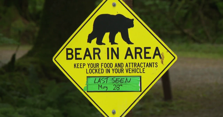 Mama black bear killed in Golden Ears park for aggressive behaviour, conservation says – BC