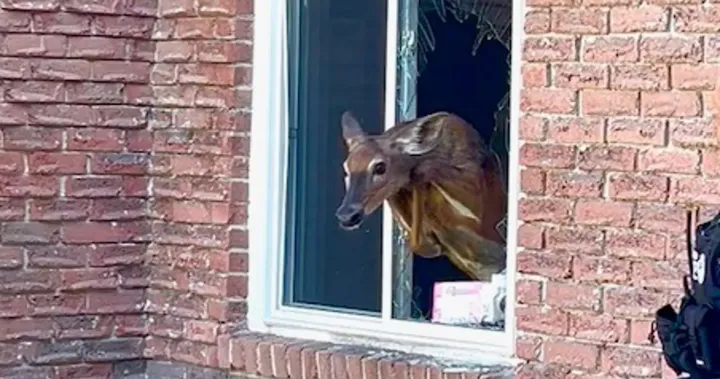 Deer smashes through bedroom window, awakens Ontario woman: police