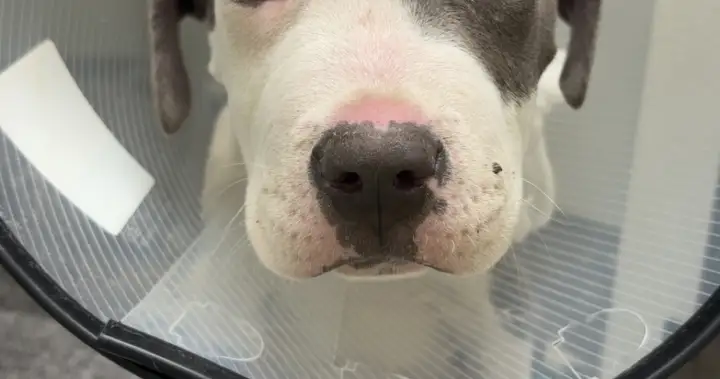 Okanagan vet warning dog owners about parvovirus