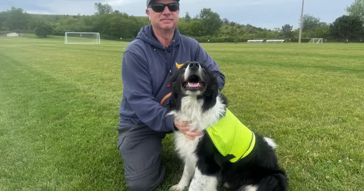 Specially-trained ‘bird dogs’ hired to clear geese from FIFA practice pitch
