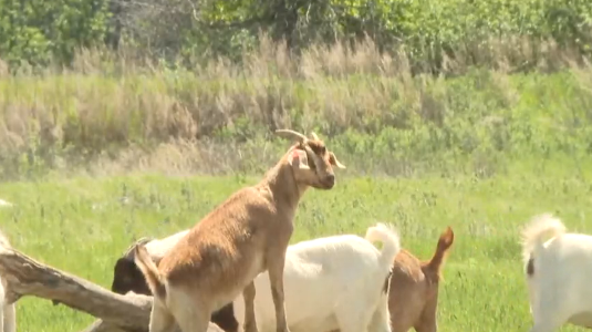 Grazing goats return to snacking duties in Lethbridge – Lethbridge
