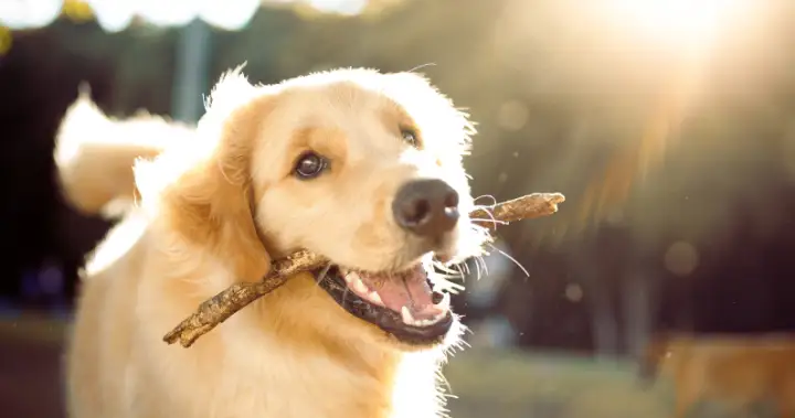 The Curator: How to keep your pet cool all summer long – National